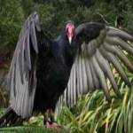 image of bird