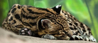 image of animal