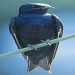 image of bird