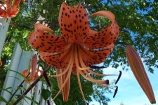 image of flower