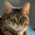 image of animal