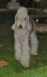 image of bedlington_terrier