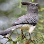 image of bird