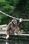 image of gibbon