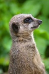 image of mongoose