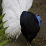 image of bulwers_pheasant #2