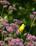 image of goldfinch #17