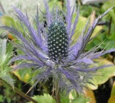 image of alpine_sea_holly #17