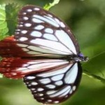 image of animal