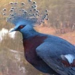 image of victoria_crowned_pigeon #3