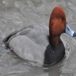 image of bird
