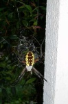 image of black_and_gold_garden_spider #11