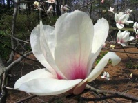 image of magnolia #30