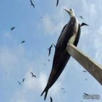 image of bird