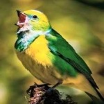 image of bird