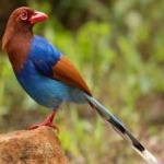 image of sri_lanka_blue_magpie