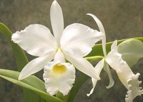image of flower