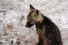 image of kit_fox