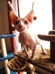 image of animal