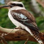 image of bird