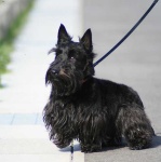 image of scottish_terrier #32