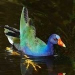 image of bird