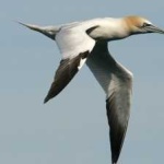image of bird