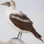 image of bird