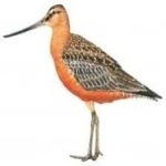 image of bar_tailed_godwit #29