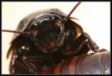 image of cockroach
