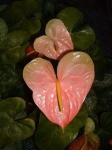 image of flower