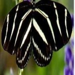image of animal