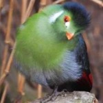 image of bird