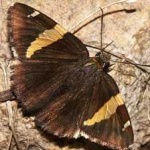 image of banded_butterfly #10