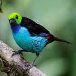 image of bird