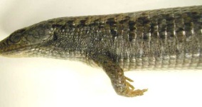 image of alligator_lizard