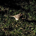 image of junco