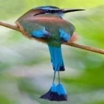 image of bird