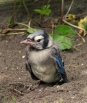 image of jay