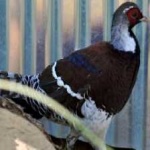 image of bird