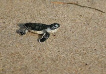 image of leatherback_turtle