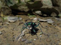 image of tiger_beetle