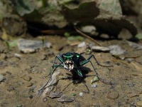 image of tiger_beetle #19