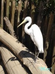 image of american_egret
