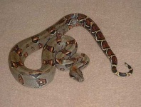 image of boa_constrictor