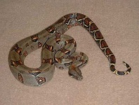 image of boa_constrictor #7