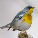 image of bird