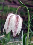 image of flower