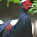 image of bird