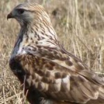 image of bird